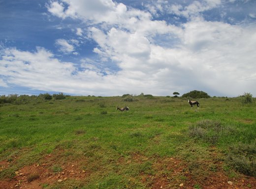 Grundstück zum Kauf in Mossel Bay Rural