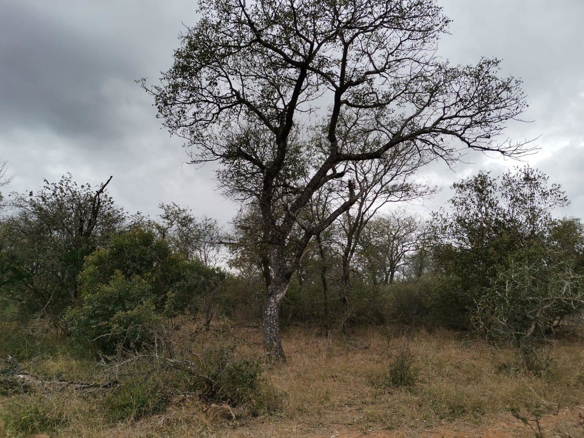 Vacant Land For Sale in Moditlo Nature Reserve