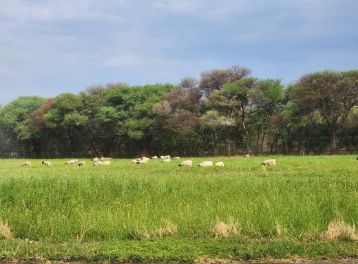 Farm zum Kauf in Thabazimbi